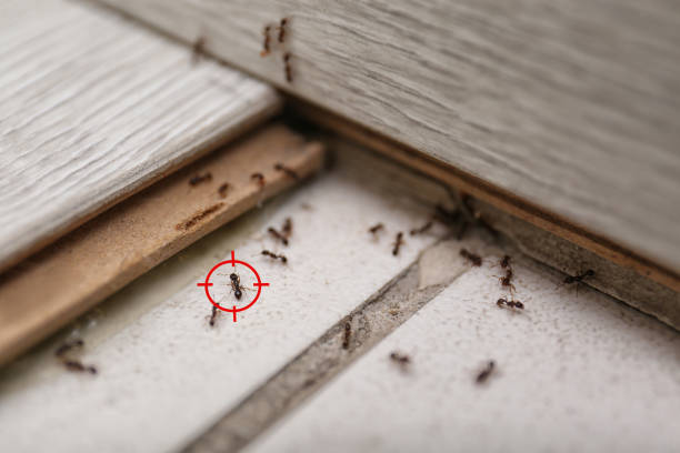 Best Wildlife Control Services  in Ladd, IL