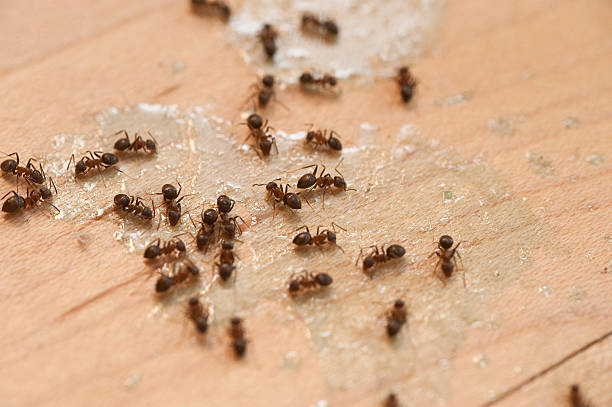Best Insect Control  in Ladd, IL