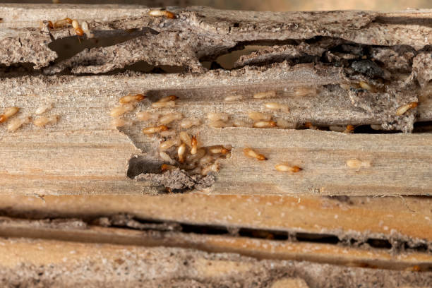 Best Pest Inspection Near Me  in Ladd, IL
