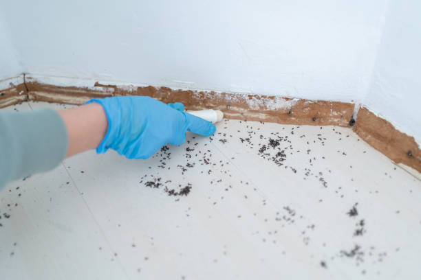 Insect Control in Ladd, IL